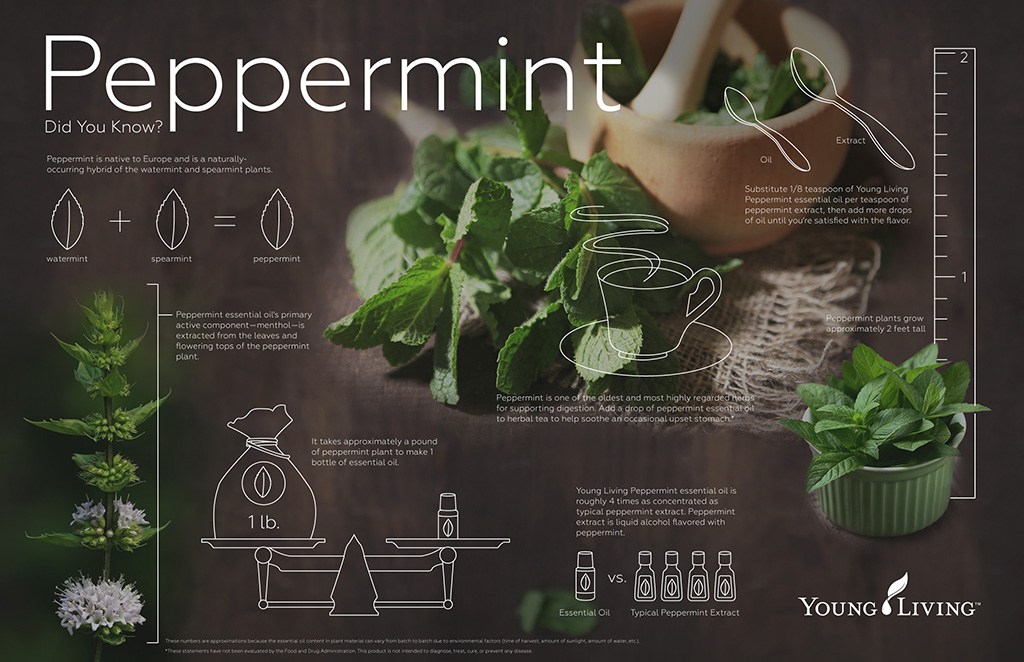 PeppermintInfograph
